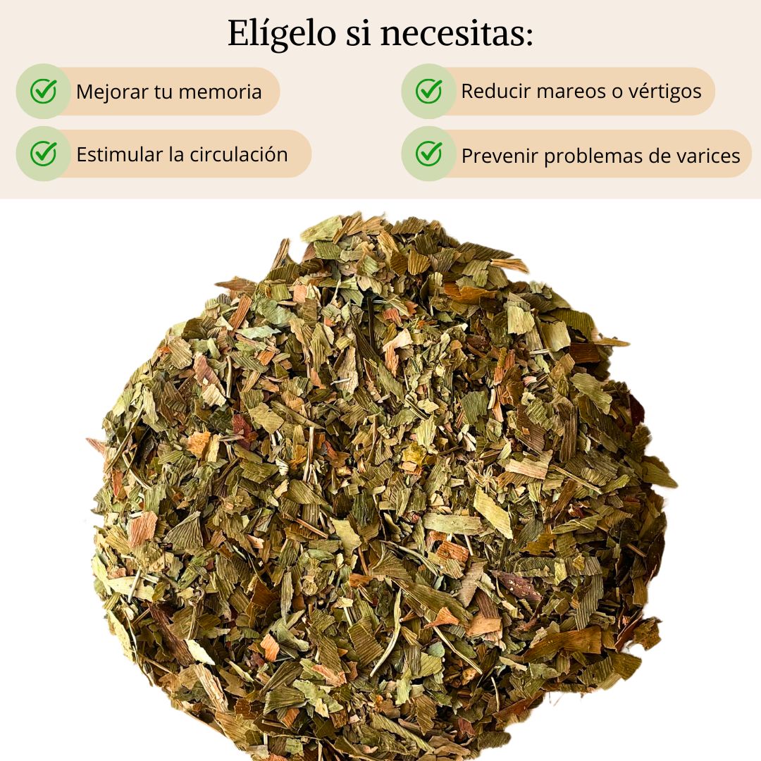 Ginkgo biloba
